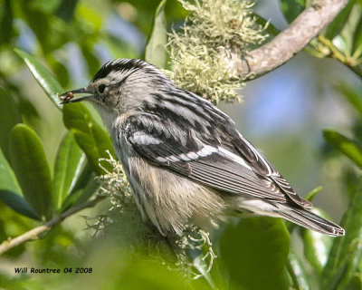 IMG_4954 Black and White Warbler.jpg