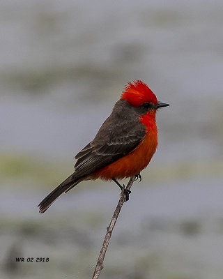 5F1A1496 Vermillion Flycatcher.jpg