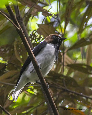 IMG_6751 a Bearded Bellbird.jpg