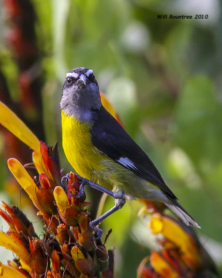 IMG_6036_Bananaquit.jpg