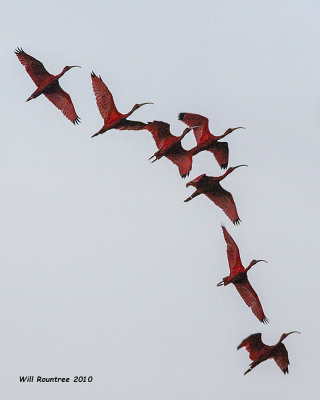 IMG_9297 Scarlet Ibis.jpg