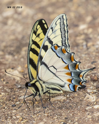 5F1A1765 Tiger Swallowtail.jpg