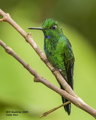 Costa Rican Hummingbirds