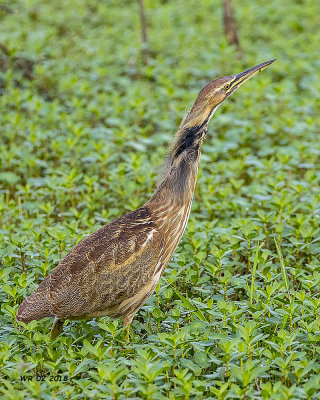 5F1A1827 American Bittern.jpg