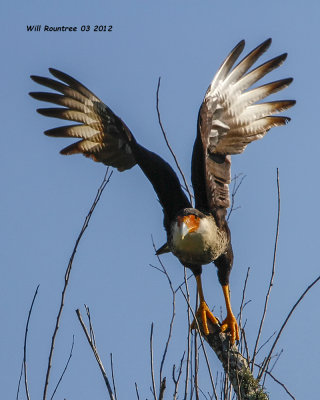 _MG_4836 Northern Caracara.jpg