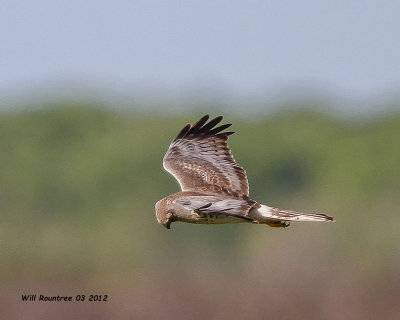 _MG_4859 Northern Harrier.jpg