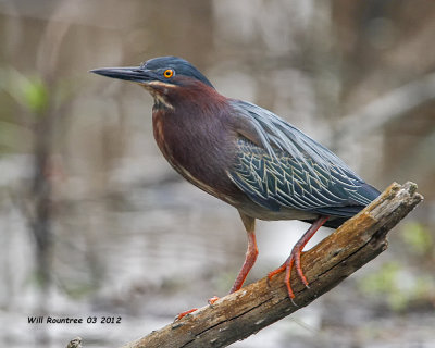 _MG_4914 Green Heron.jpg