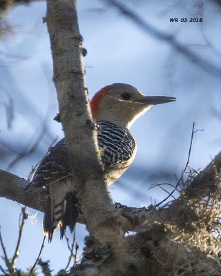 5F1A2305 Red-bellied Woodpecker.jpg