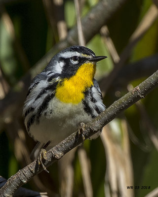 5F1A2769 Yellow-throated Warbler.jpg