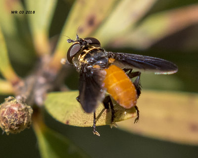 5F1A2902 Feather-footed Fly.jpg