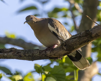 5F1A3041 White-winged Dove.jpg