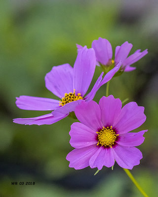 5F1A3053 Cosmos.jpg