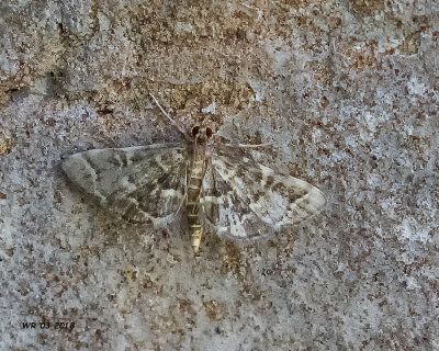 5F1A3122 moth.jpg