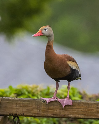5F1A3266 Black-bellied Whistling Duck.jpg