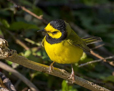 5F1A3464 Hooded Warbler m.jpg