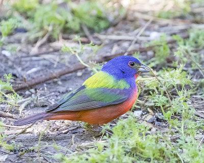 5F1A3940 Painted Bunting.jpg