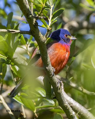 5F1A4066 Painted Bunting.jpg