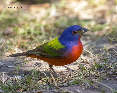 5F1A4101 Painted Bunting.jpg