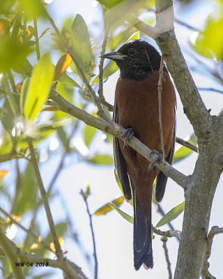 5F1A4210 Baltimore Oriole.jpg