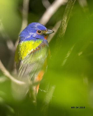 5F1A3983 Painted Bunting.jpg