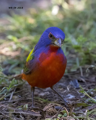 5F1A4082 Painted Bunting.jpg
