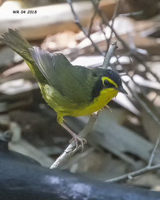 5F1A4191 Kentucky Warbler.jpg