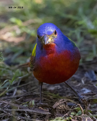 5F1A4085 Painted Bunting.jpg