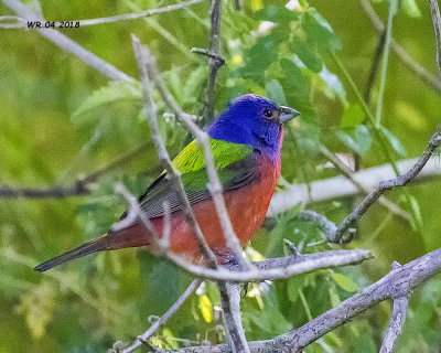 5F1A3893 Painted Bunting.jpg