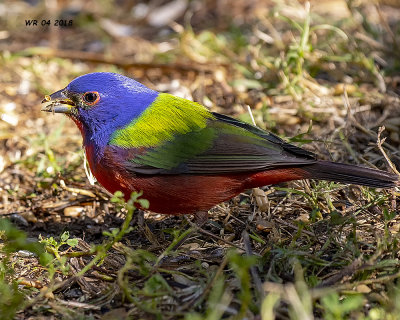 5F1A4135 Painted Bunting.jpg