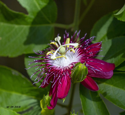 5F1A4337 Passionflower.jpg
