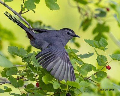 5F1A4747 Gray Catbird.jpg