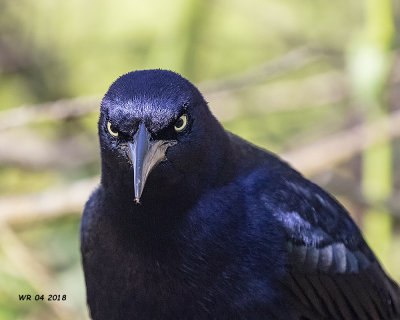5F1A4547 Great-tailed Grackle.jpg