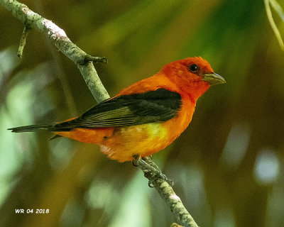 5F1A5559 Scarlet Tanager.jpg