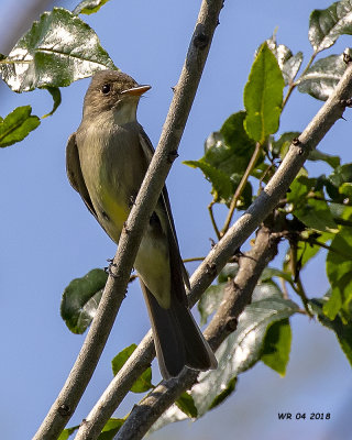 5F1A5769 Eastern Wood-Pewee.jpg