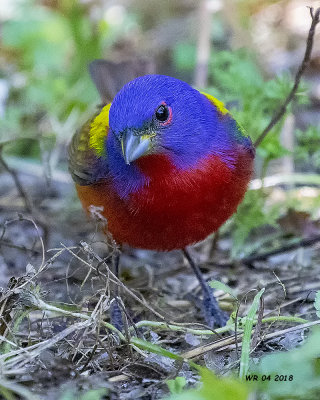 5F1A5506 Painted Bunting.jpg