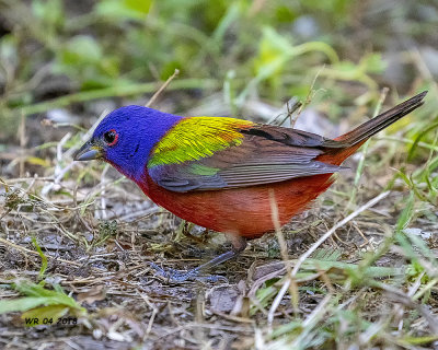 5F1A5518 Painted Bunting.jpg
