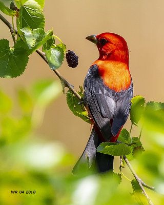 5F1A6107 Scarlet Tanager.jpg