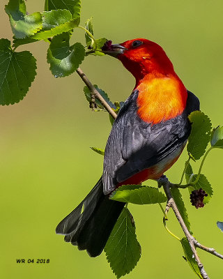 5F1A6123 Scarlet Tanager.jpg