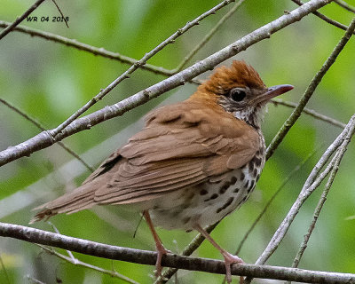 5F1A6761 Wood Thrush.jpg