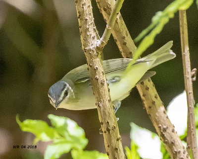 5F1A7090 Red-eyed Vireo.jpg