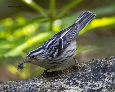 5F1A7488 Black and White Warbler.jpg