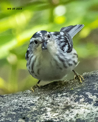 5F1A7504 Black and White Warbler.jpg