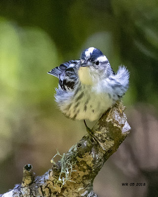 5F1A7523 Black and White Warbler.jpg