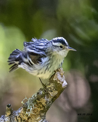 5F1A7526 Black and White Warbler.jpg