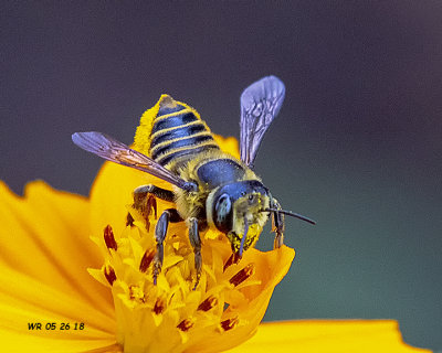 5F1A7798_Female Leafcutter Bee (genus Megachile).jpg