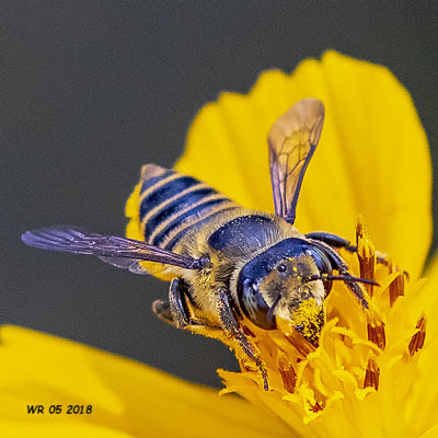 5F1A7820_Female_Leafcutter_Bee_genus_Megachile.jpg