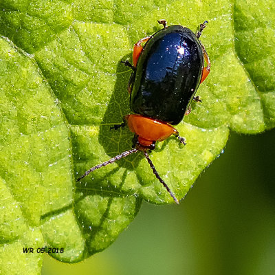 5F1A7873_Ladybug_beetle.jpg