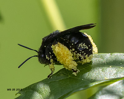 5F1A8028_Twospotted_Longhorn_Bee.jpg