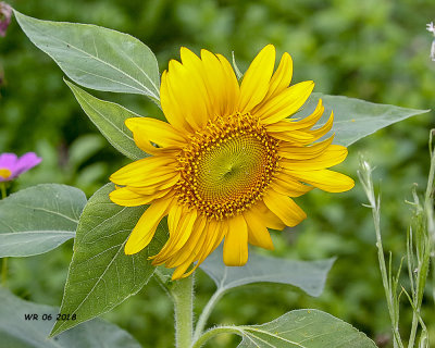 5F1A8219_Sunflower_.jpg