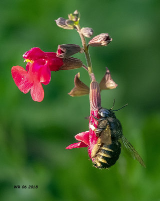 5F1A8492_Horseflylike_Carpenter_Bee.jpg